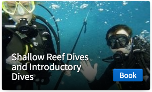 Hawaii Outdoor Adventures - Introductory Dives and Shallow Reef Dives